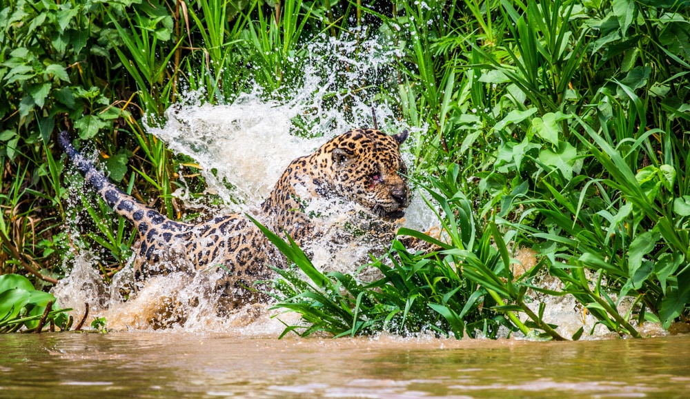 Jaguar attacking his prey in river