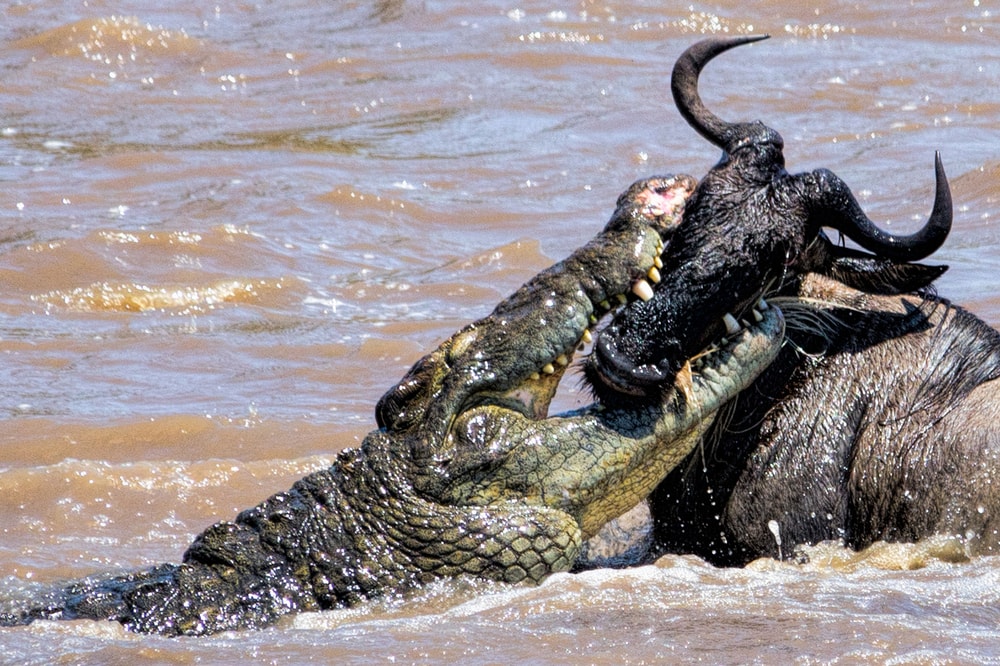 Crocodile attacking a carabao on its neck