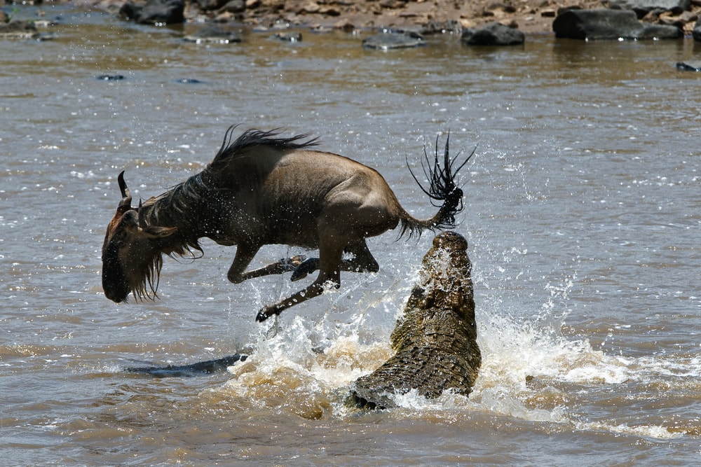 Crocodile attacking a running cow