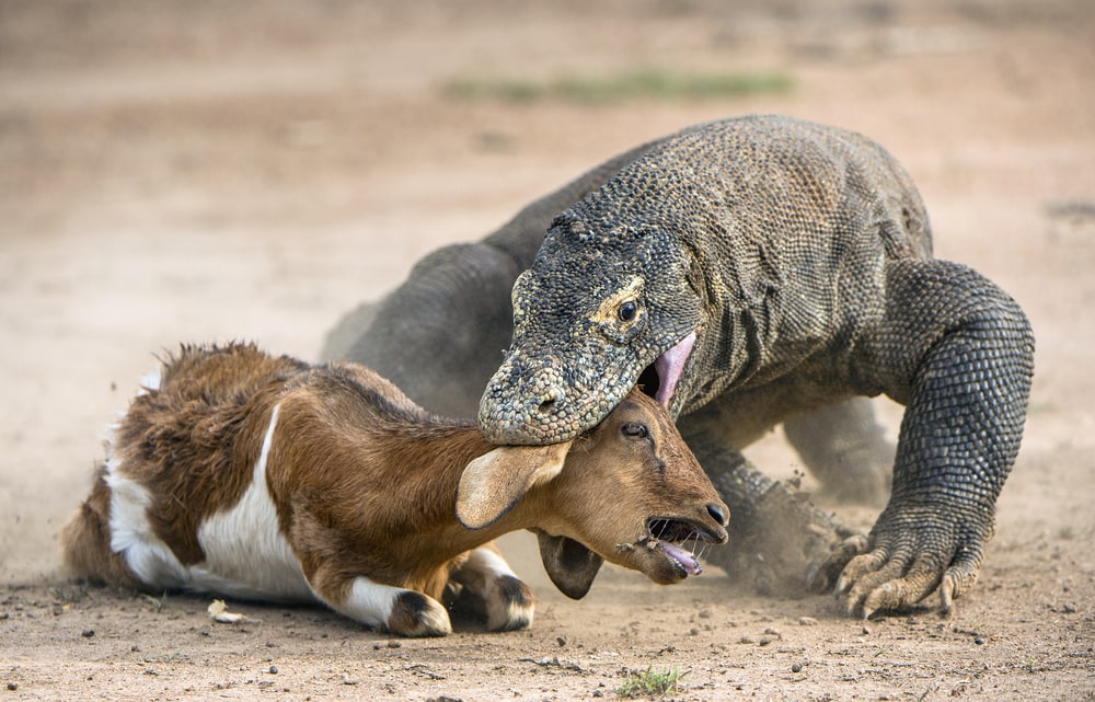 Komodo dragon attacking a goat from its head