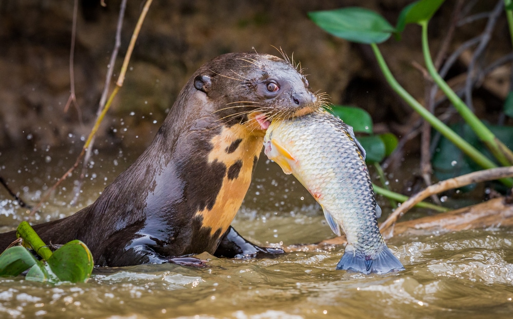 Giant otter attacking a fish in a river