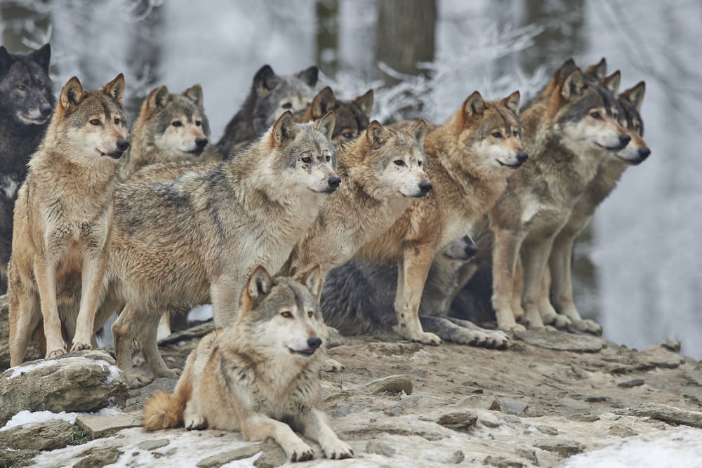 Pack of wolves waiting in snow