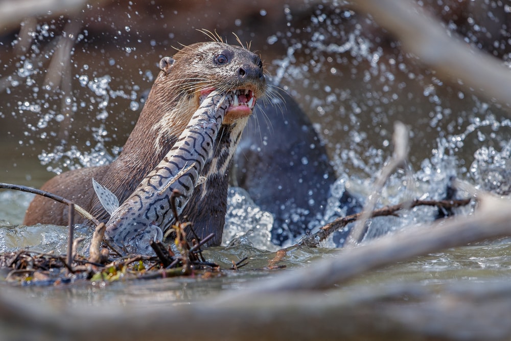Giant otter eating a catfish in river