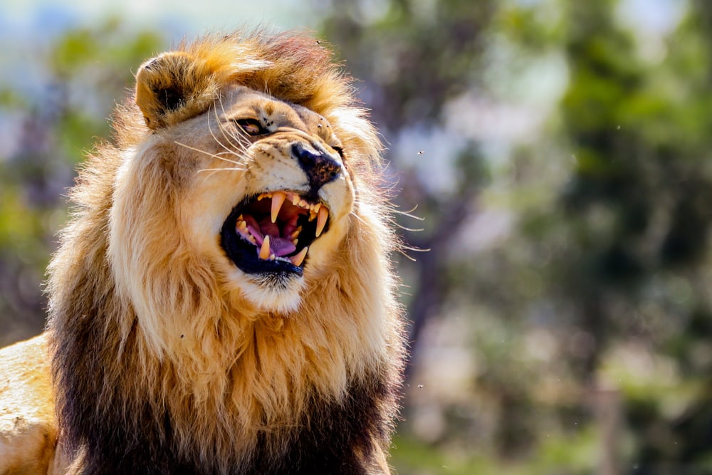 Lion showing off its sharp teeth
