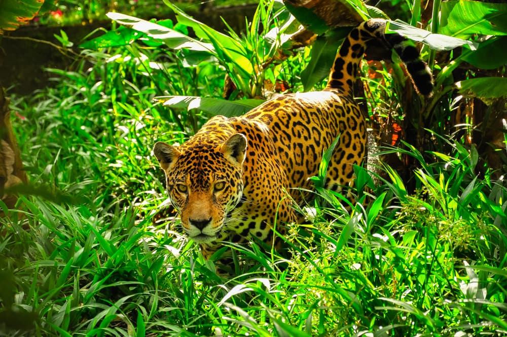 Jaguars hiding in a bush