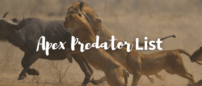 Apex predator list featured image
