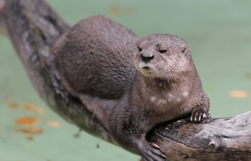 image of Spotted-Necked Otter (Hydrictus maculicollis) on a log above water