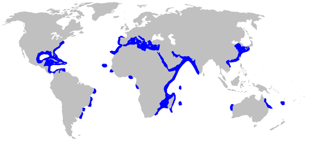 Sandbar Shark (Carcharhinus plumbeus) distribution map