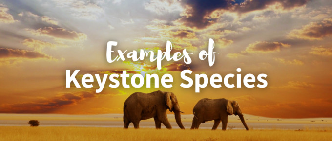 keystone species examples featured photo