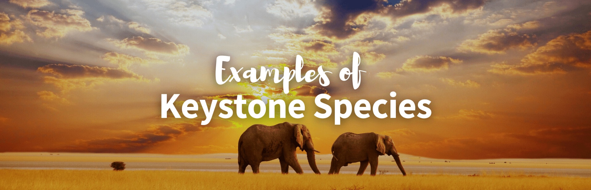 10 Keystone Species Examples and the Important Role they Play in Every Ecosystem