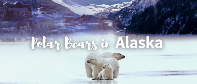 polar bears in Alaska Featured Photo