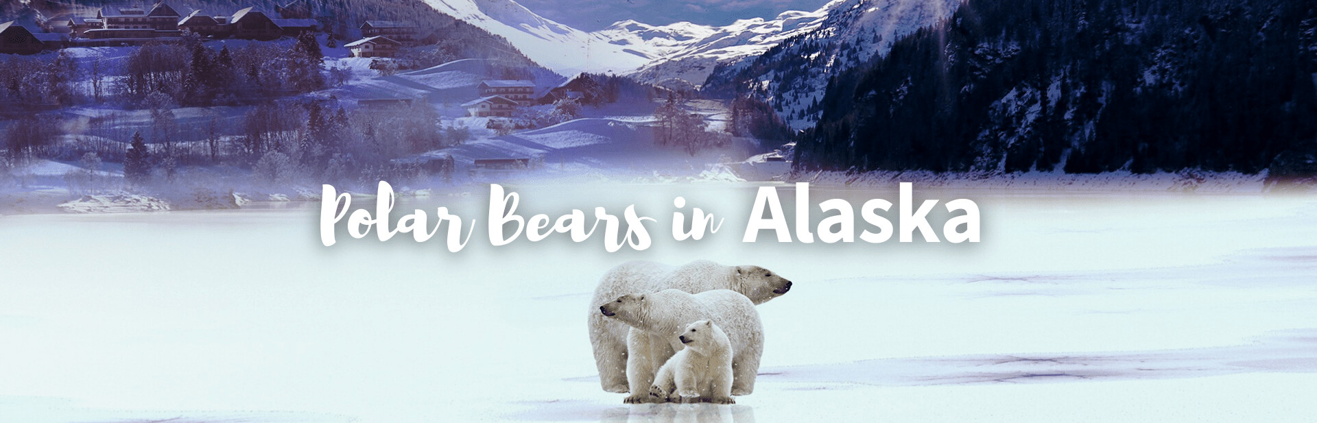 All About Polar Bears in Alaska
