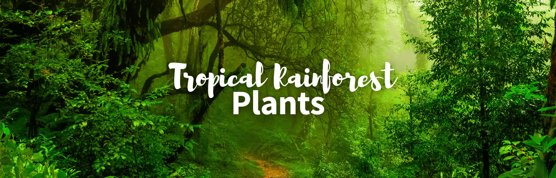 25+ Wonderful & Exotic Tropical Rainforest Plants: With Photos and Facts