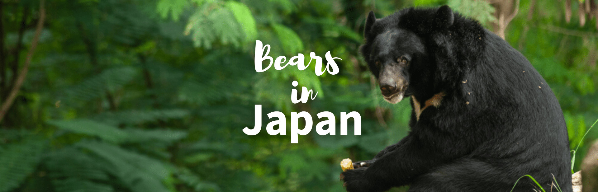 The Two Ferocious Bears in Japan: With Pictures and Facts