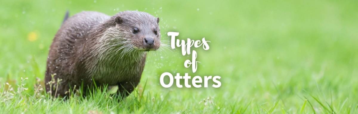 Types of otters featured photo