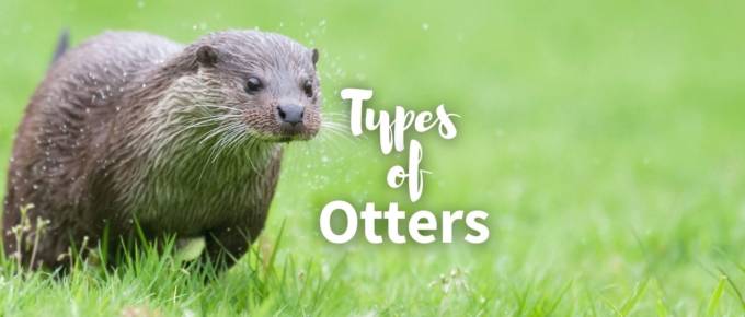 Types of otters featured photo