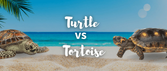 turtle vs tortoise featured image