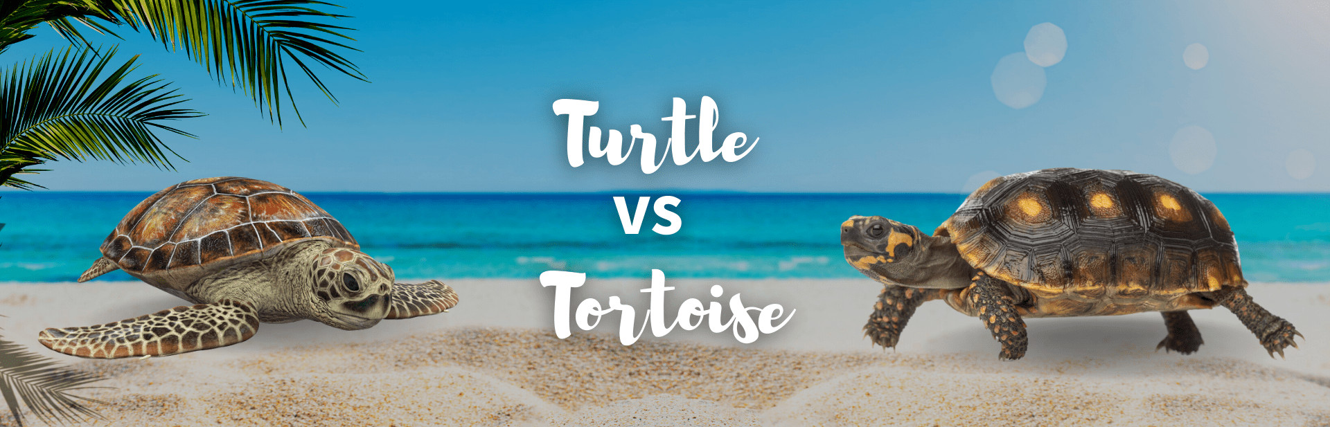 Turtle vs Tortoise: 7 Key Differences Detailed with Images and Facts