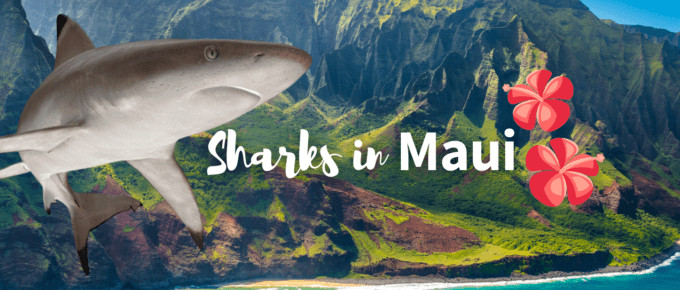 sharks in Maui featured photo