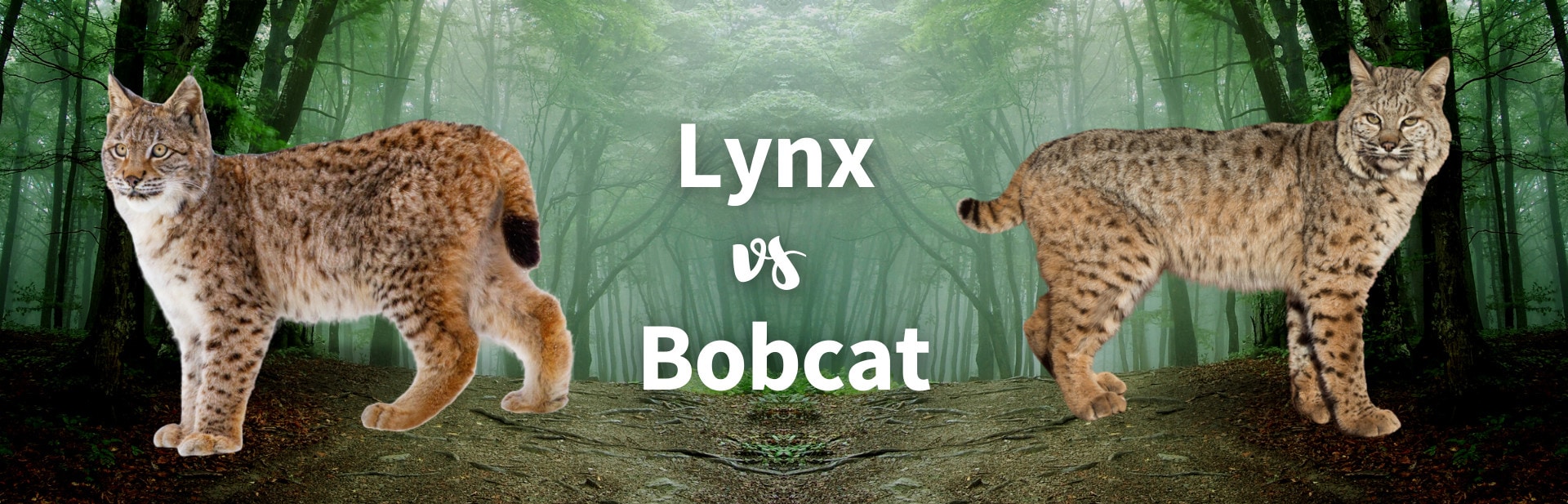 Lynx vs Bobcat: All Differences Between The Two Wild Cats