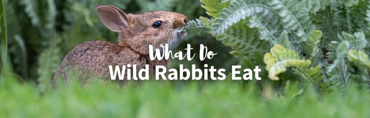 what do wild rabbits eat