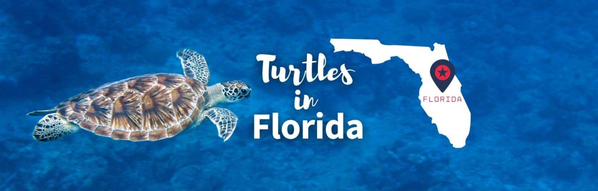 turtles in Florida Featured Image