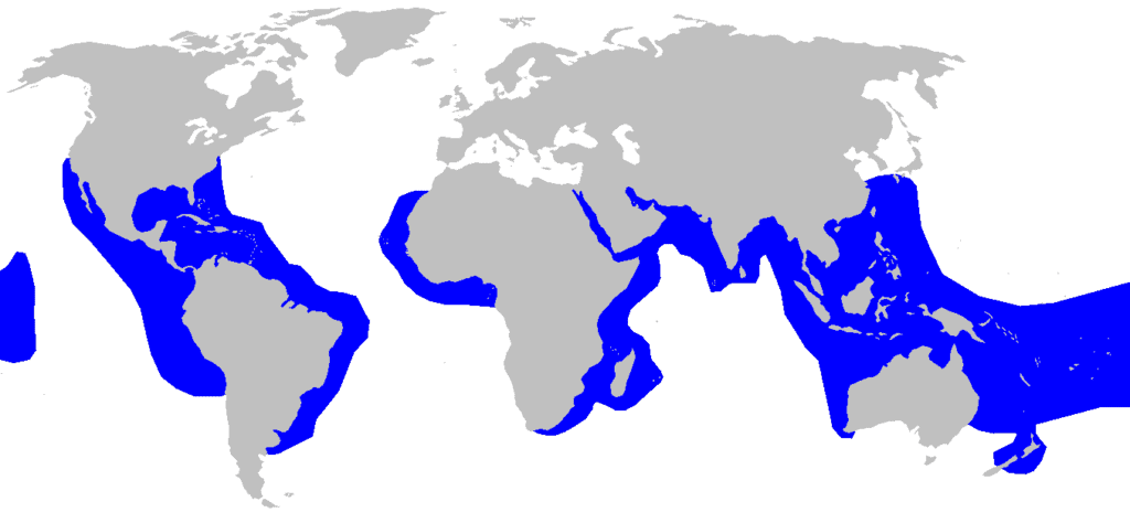 distribution map of Tiger Shark(Galeocerdo cuvier)