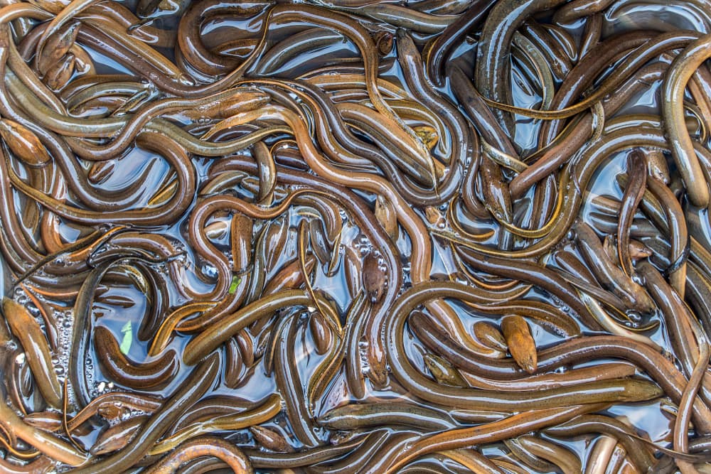 Group of eels in a tub