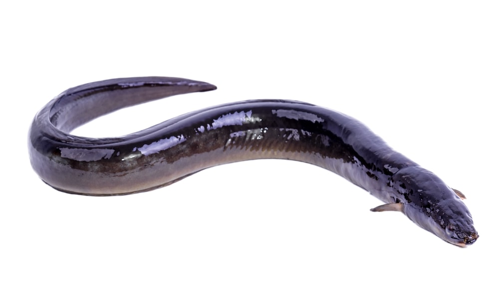 Eel in white background