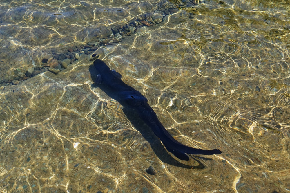 Shortfin & Longfin Eels: New Zealand Eels (Anguilla australis & Anguilla dieffenbachii) swimming on clear waters