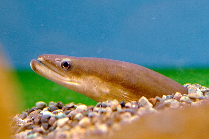 Close up photo of Japanese Eel (Anuilla japonica)