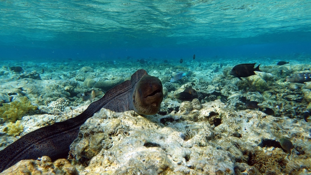 Black eel swimming underwater on rocks
