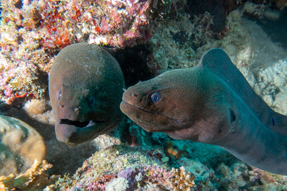 Two eels mating under sea corals