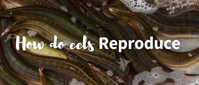 How do eels reproduce featured image