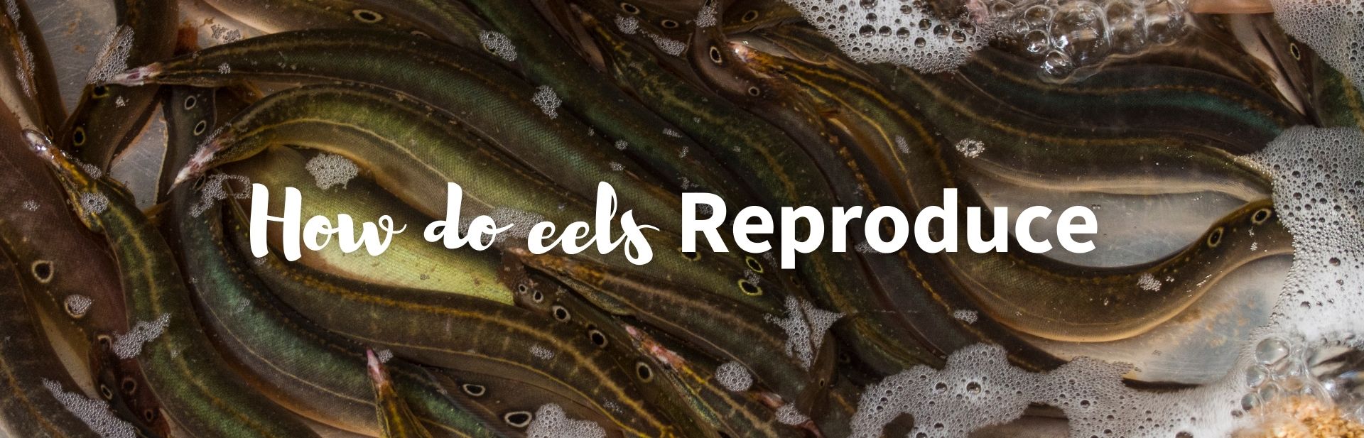 How Do Eels Reproduce? The Mystery of Eel Sex Explained