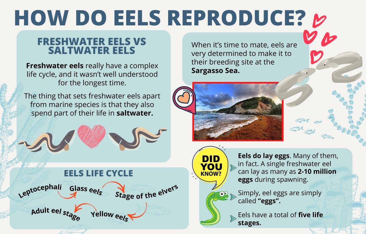 Chart of how do eels reproduce, life cycle and comparison of freshwater eel and saltwater eel with additional facts about eels