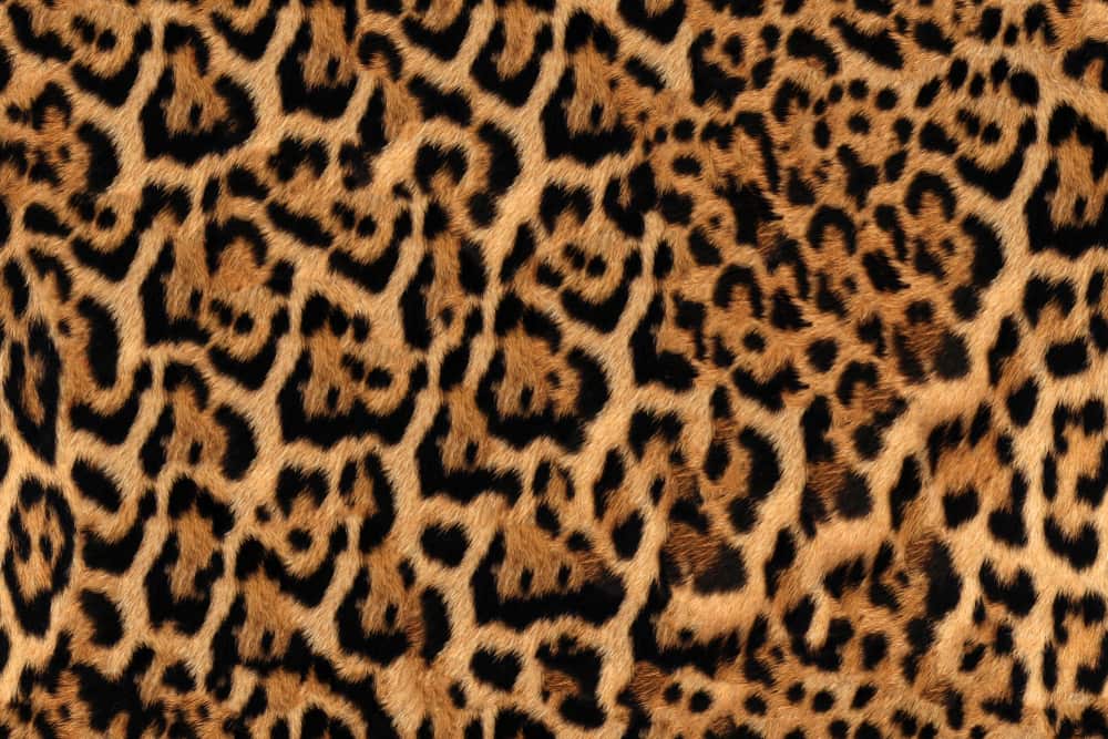 Close up photo of jaguar skin
