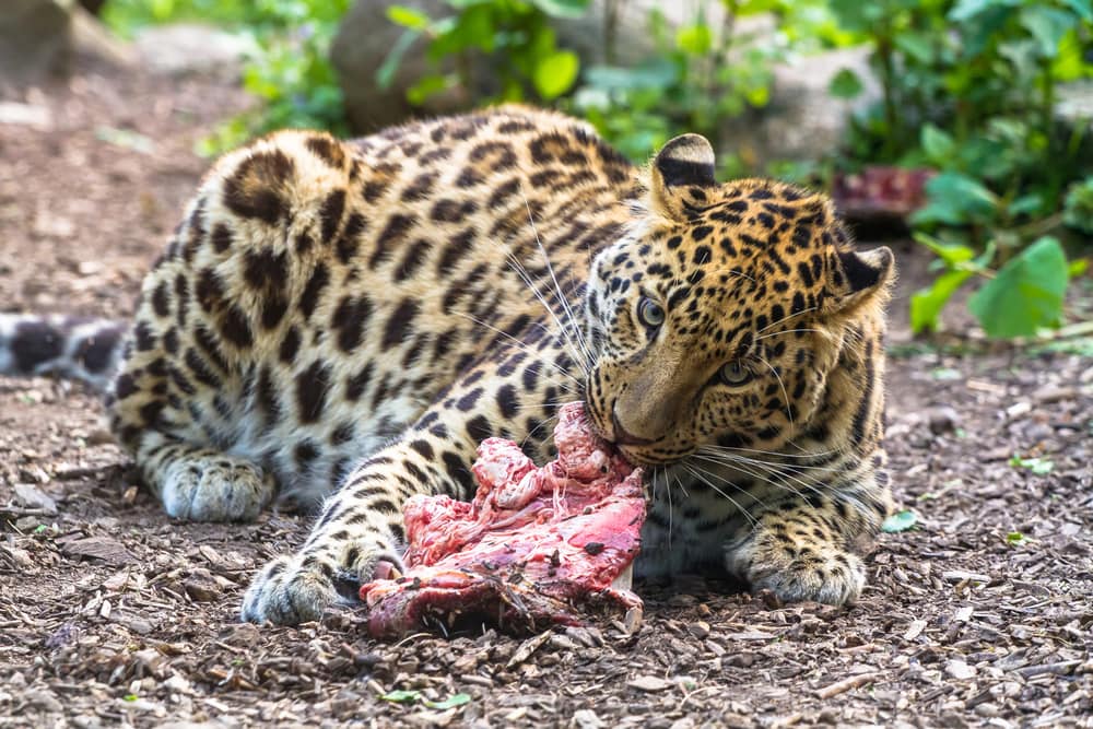 Jaguar eating its prey on the ground