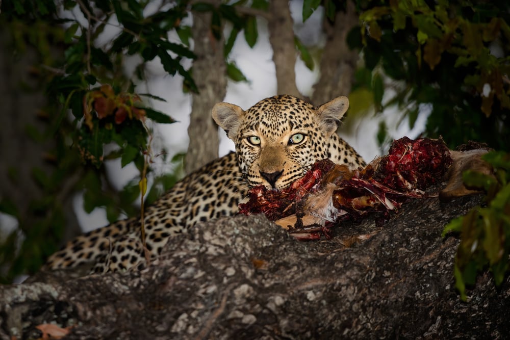 Leopard eating its prey on top of a tree