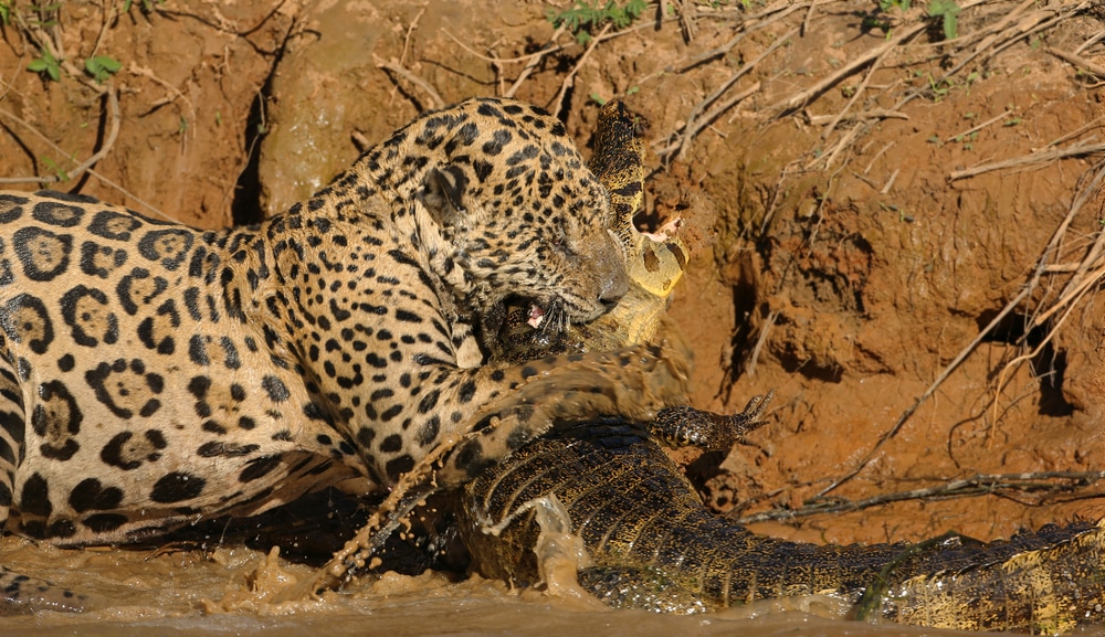 Jaguar killing crocodile in river