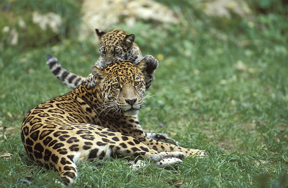 Jaguar and its cub laying on the ground