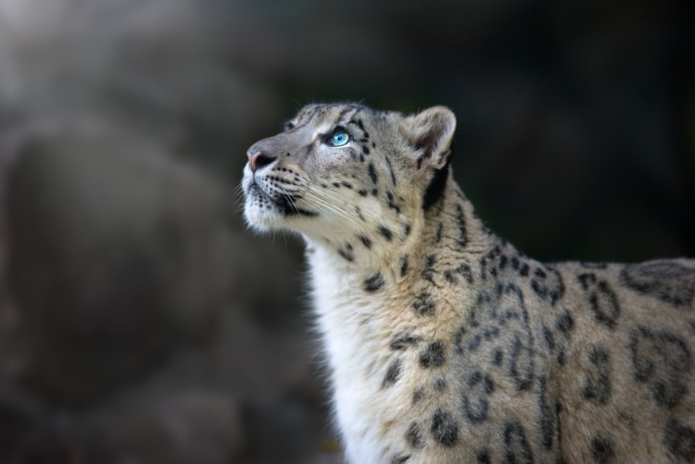 Leopard staring at the sky in a cave