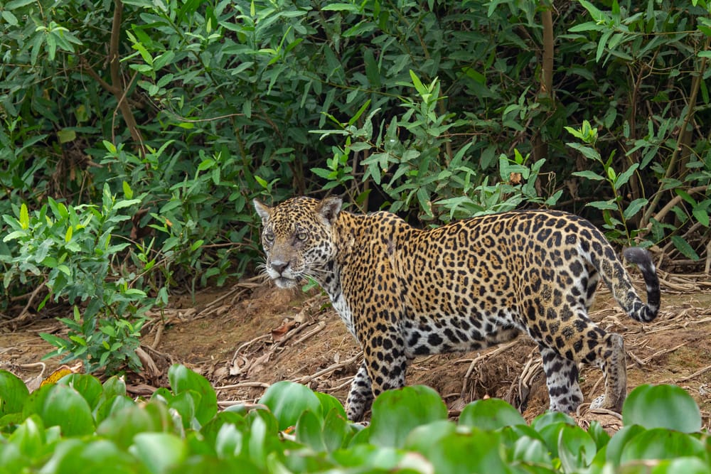 Jaguar walking around the forest
