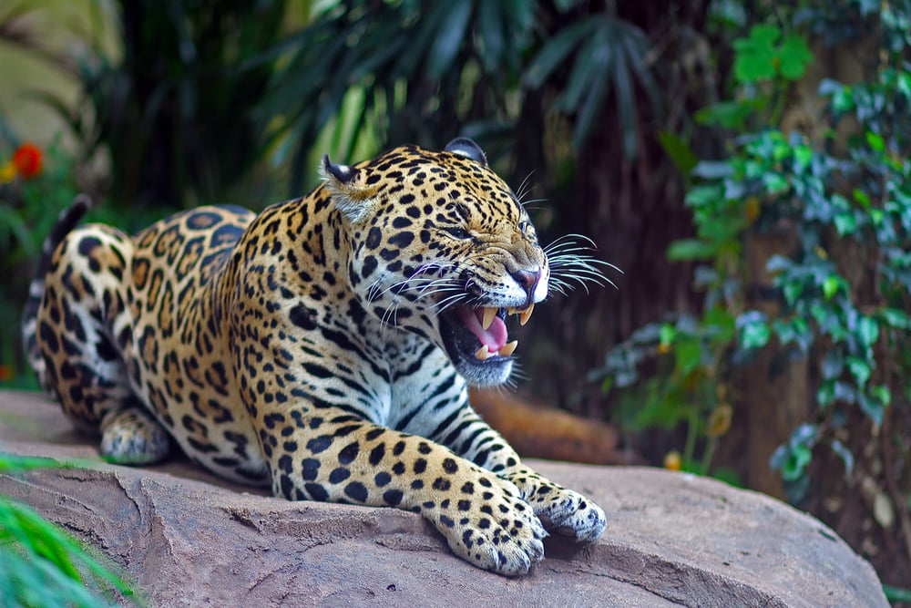 Jaguar roaring to set his dominance