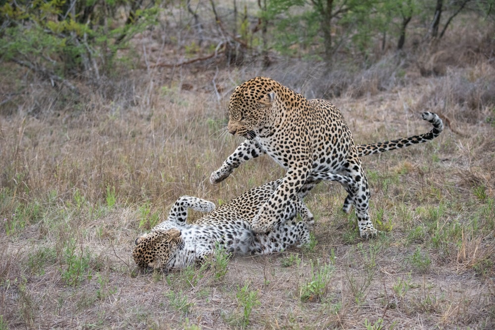 Jaguar attacking a leopard in dry lands