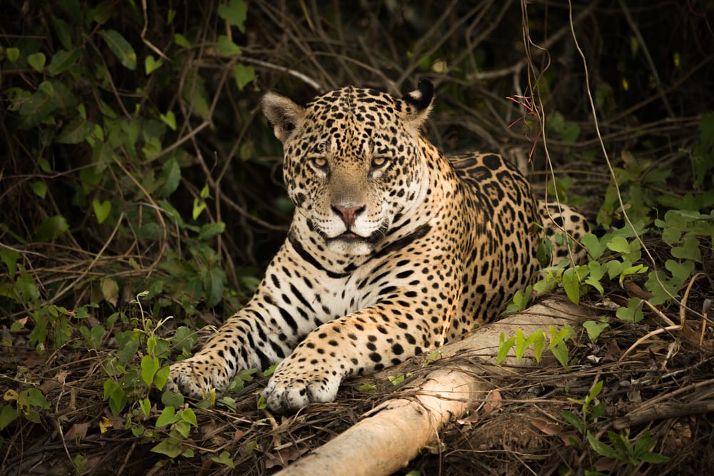 Jaguar casually sitting on soil in forest