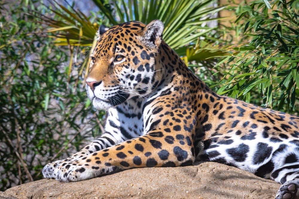 Jaguar sitting on a rock