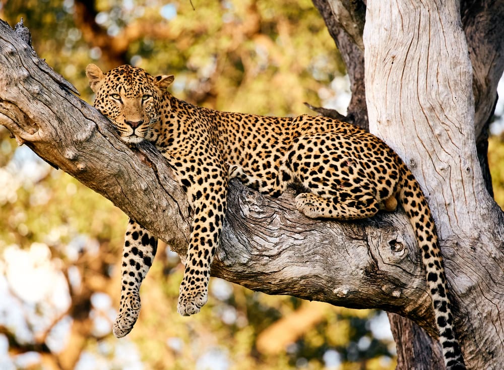 Leopard sleeping on a branch of tree