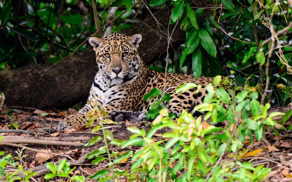 Jaguar casually sitting in the middle of forest