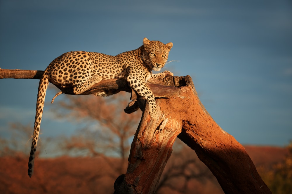 Leopard on top of a tree branch